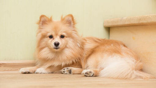 Spitz moyen : informations sur la race | Purina
